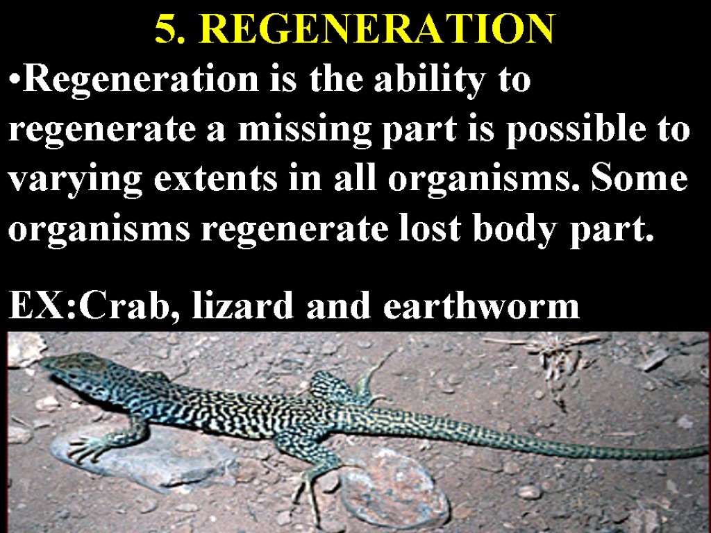 5. REGENERATION Regeneration is the ability to regenerate a missing part is possible to